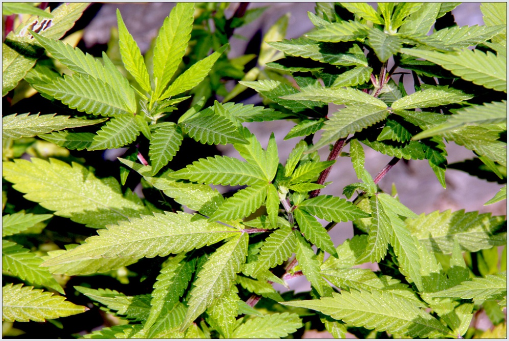 Kannabis