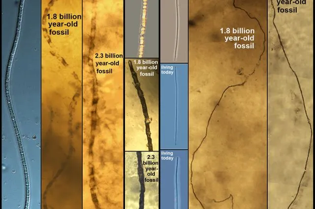 Kuva: UCLA Center for the Study of Evolution and the Origin of Life