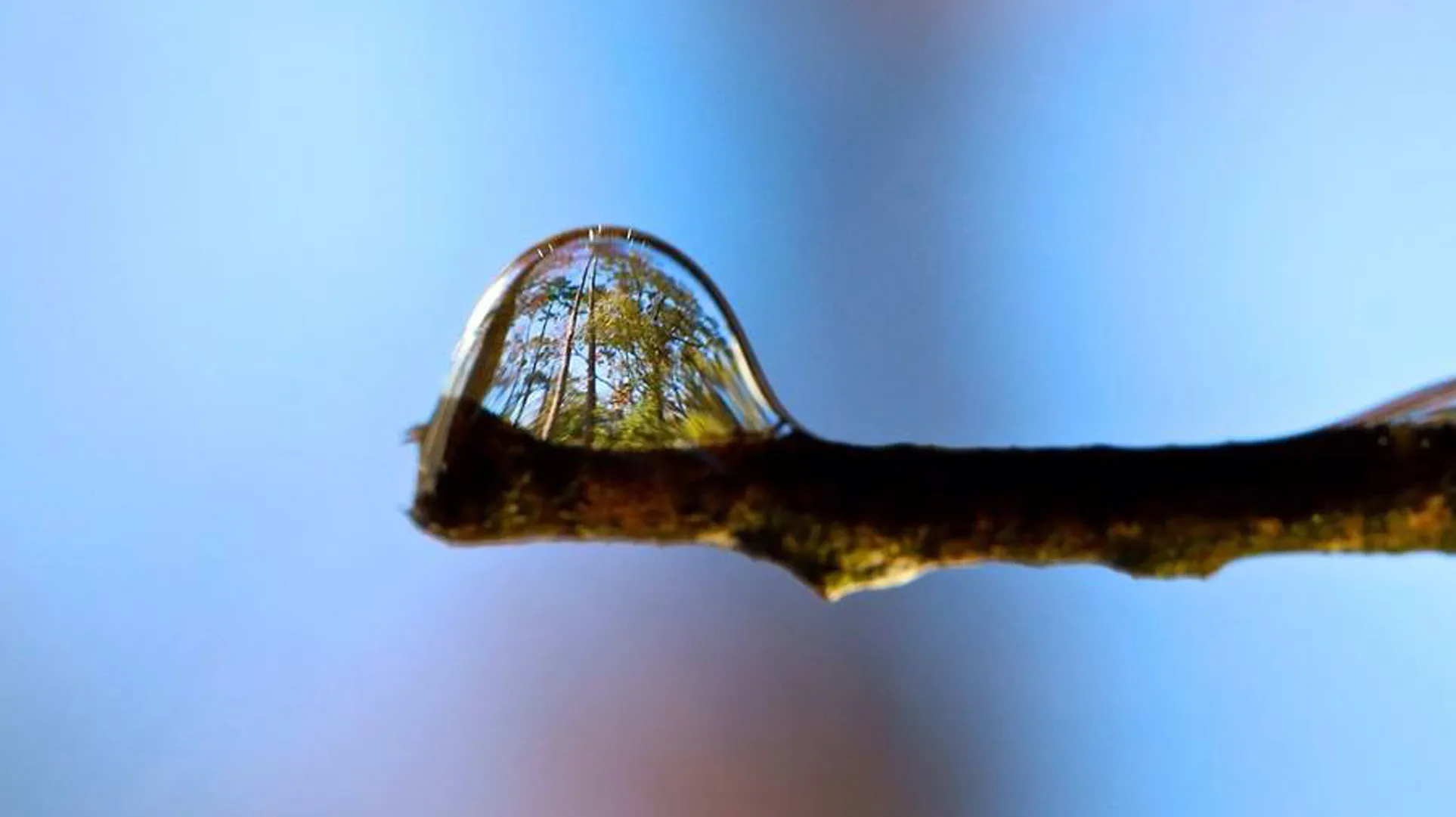 Metsä näkyy vesipisrassa