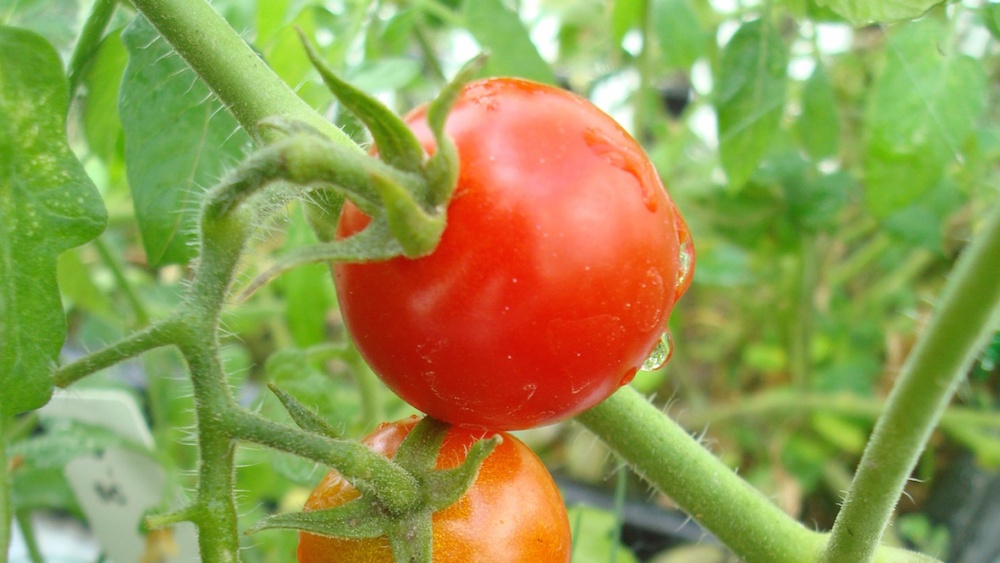Marsilainen tomaatti