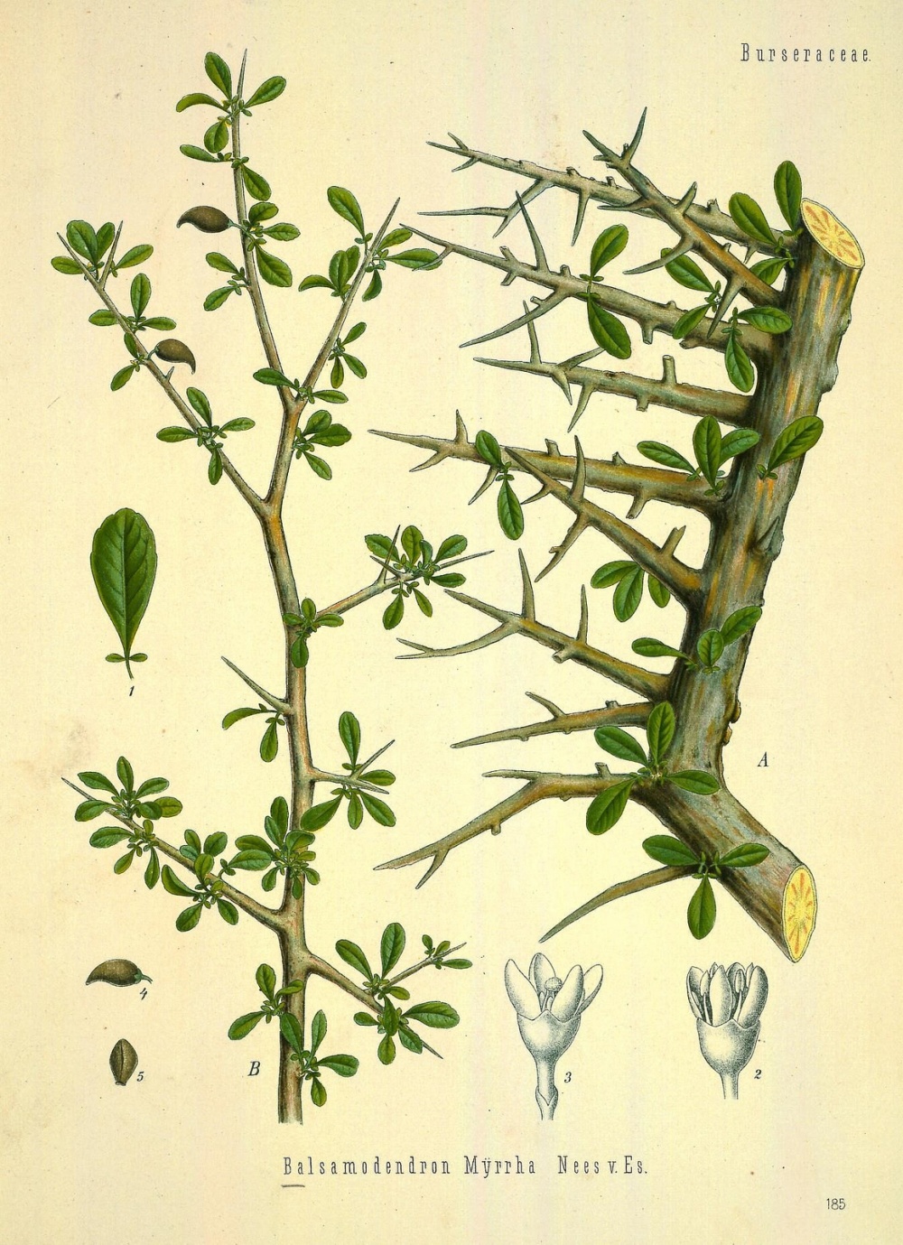 Balsamodendron Myrrha