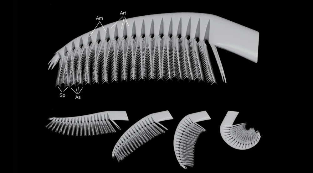 Kuva: Nature / University of Bristol / Jakob Vinther et al. 