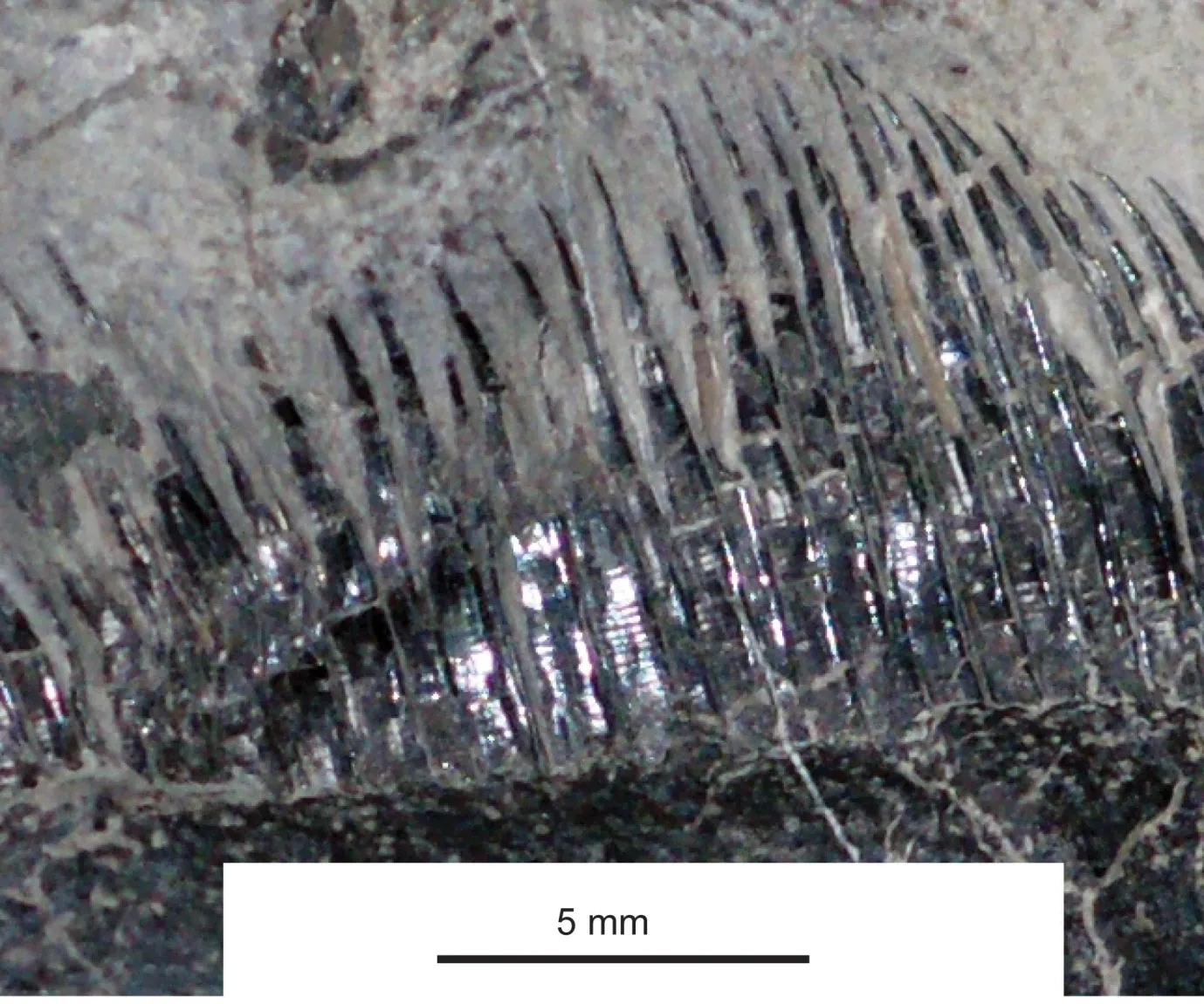 Kuva: Long Chen et al., 2014.