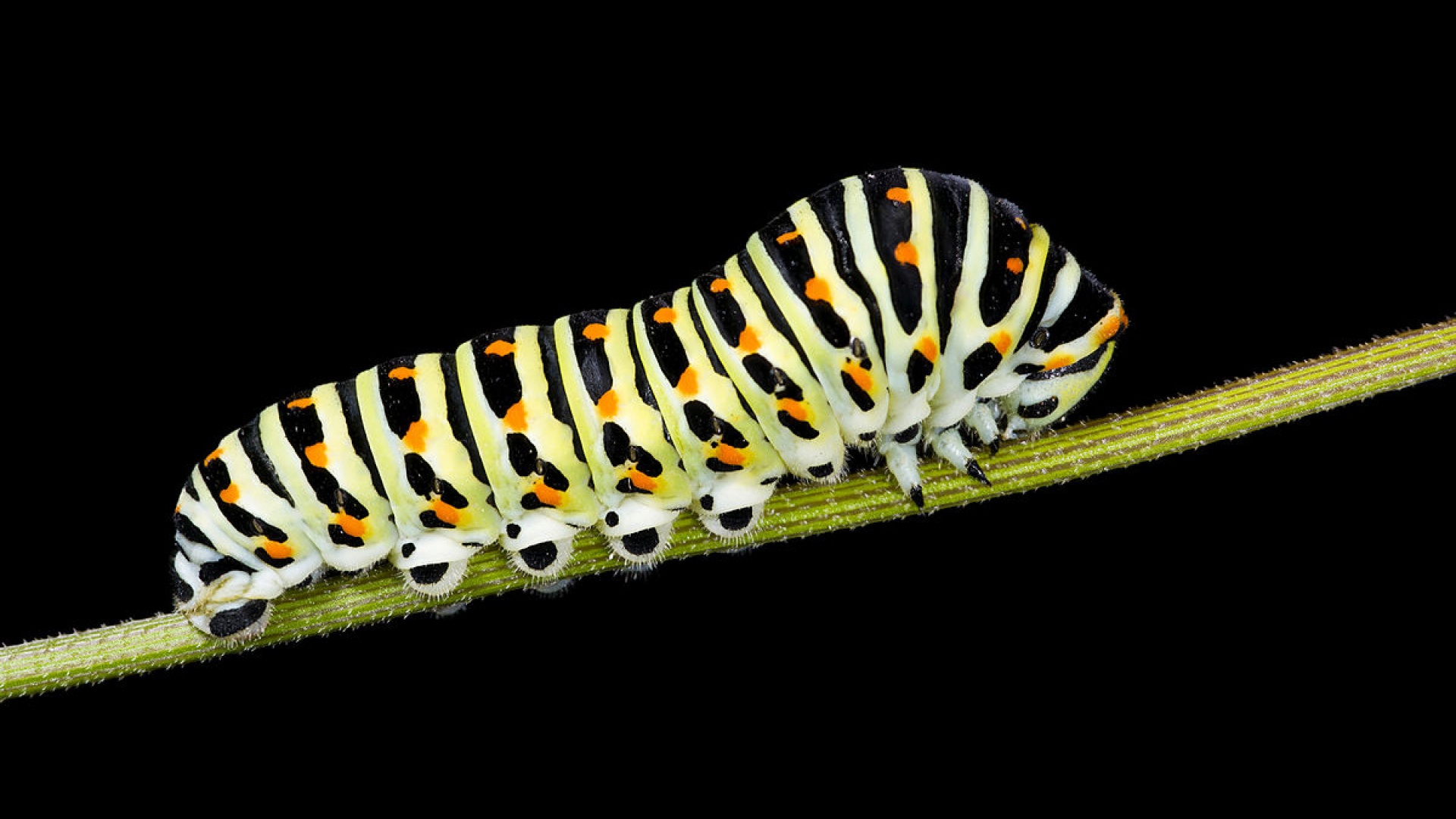 Papilio machaon -toukka