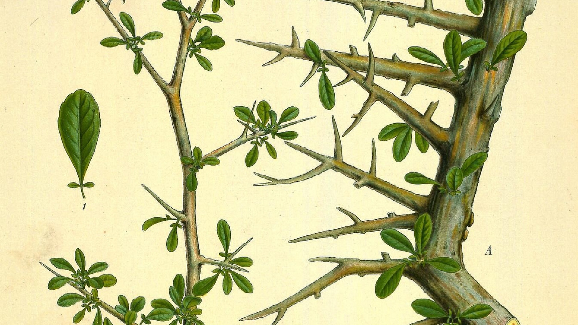 Balsamodendron Myrrha