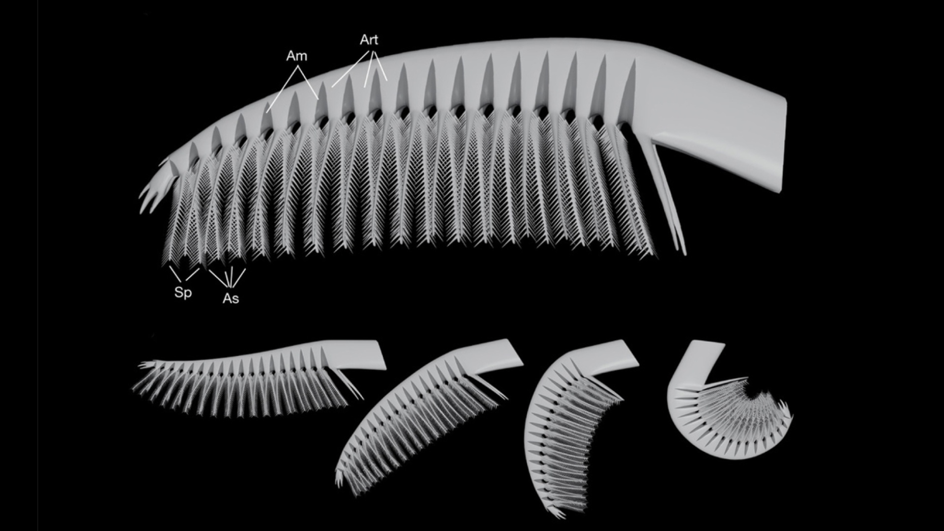 Kuva: Nature / University of Bristol / Jakob Vinther et al. 