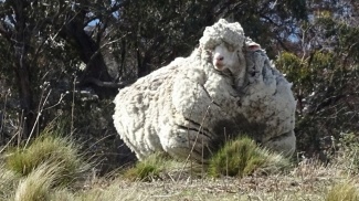 Jättimäinen lammas